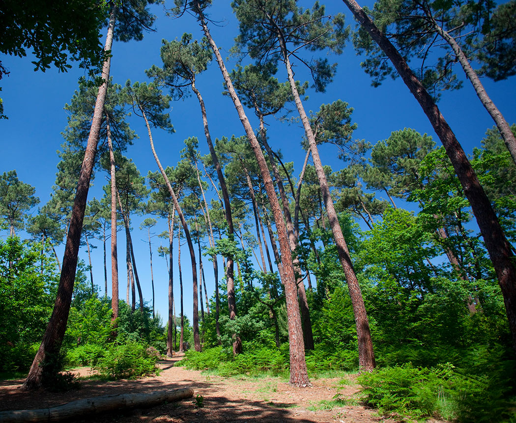 Le parc du Château 