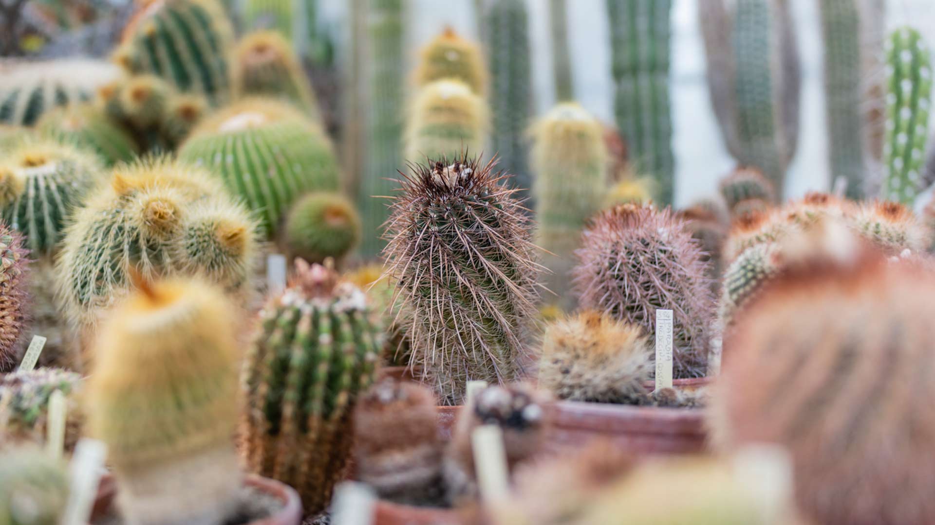 Photo de cactées de la serre de Mérignac