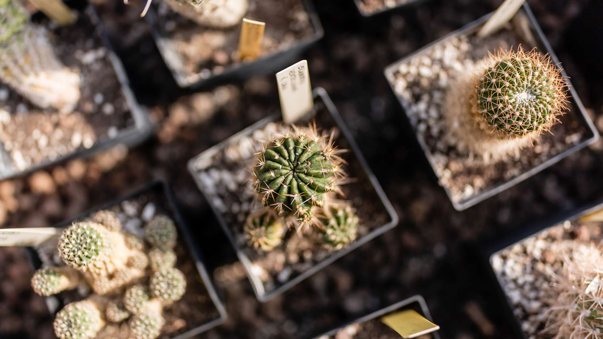 Photo de cactées de la serre de Mérignac