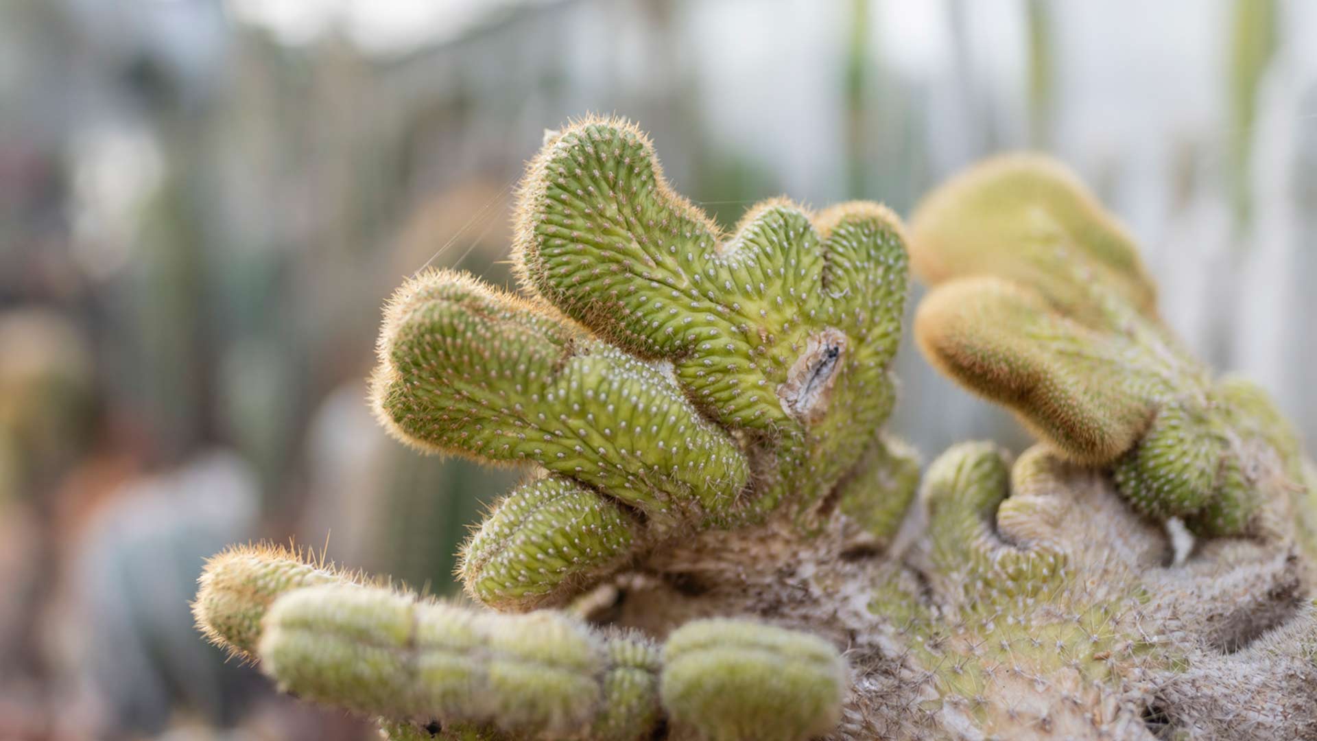 Photo de cactées de la serre de Mérignac