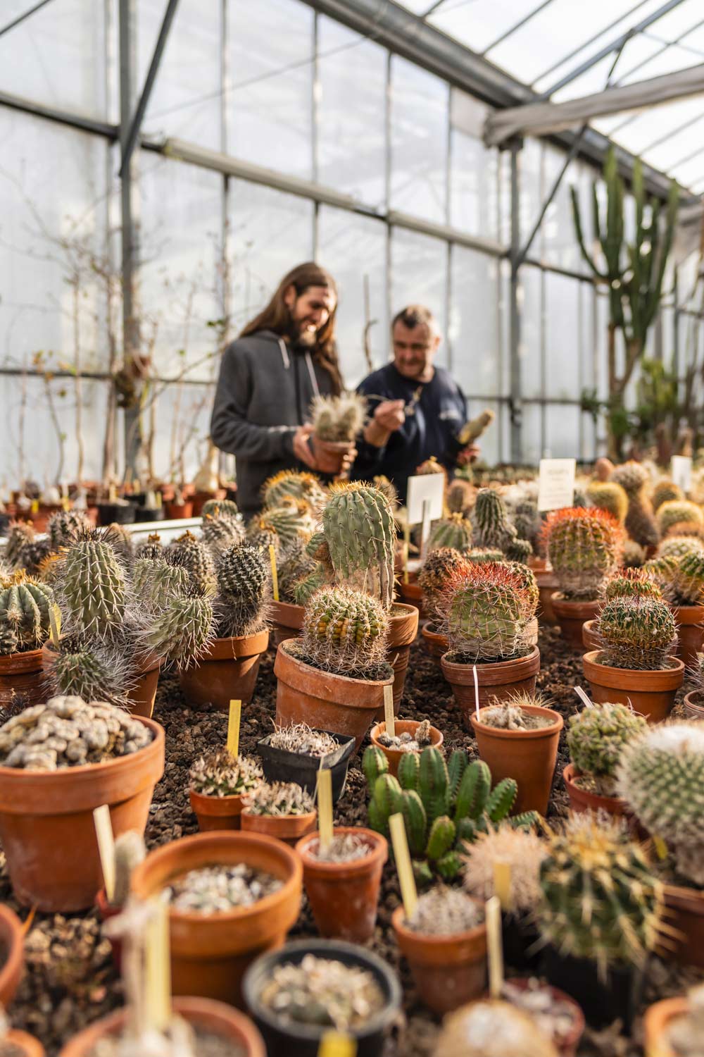 Photo de cactées de la serre de Mérignac