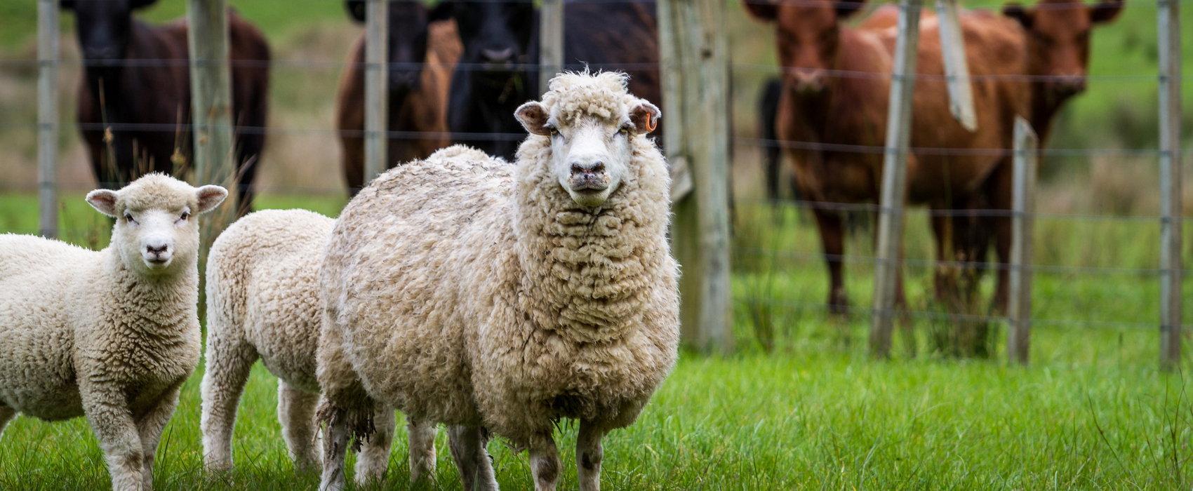 Sortie à la ferme exotique de Cadaujac