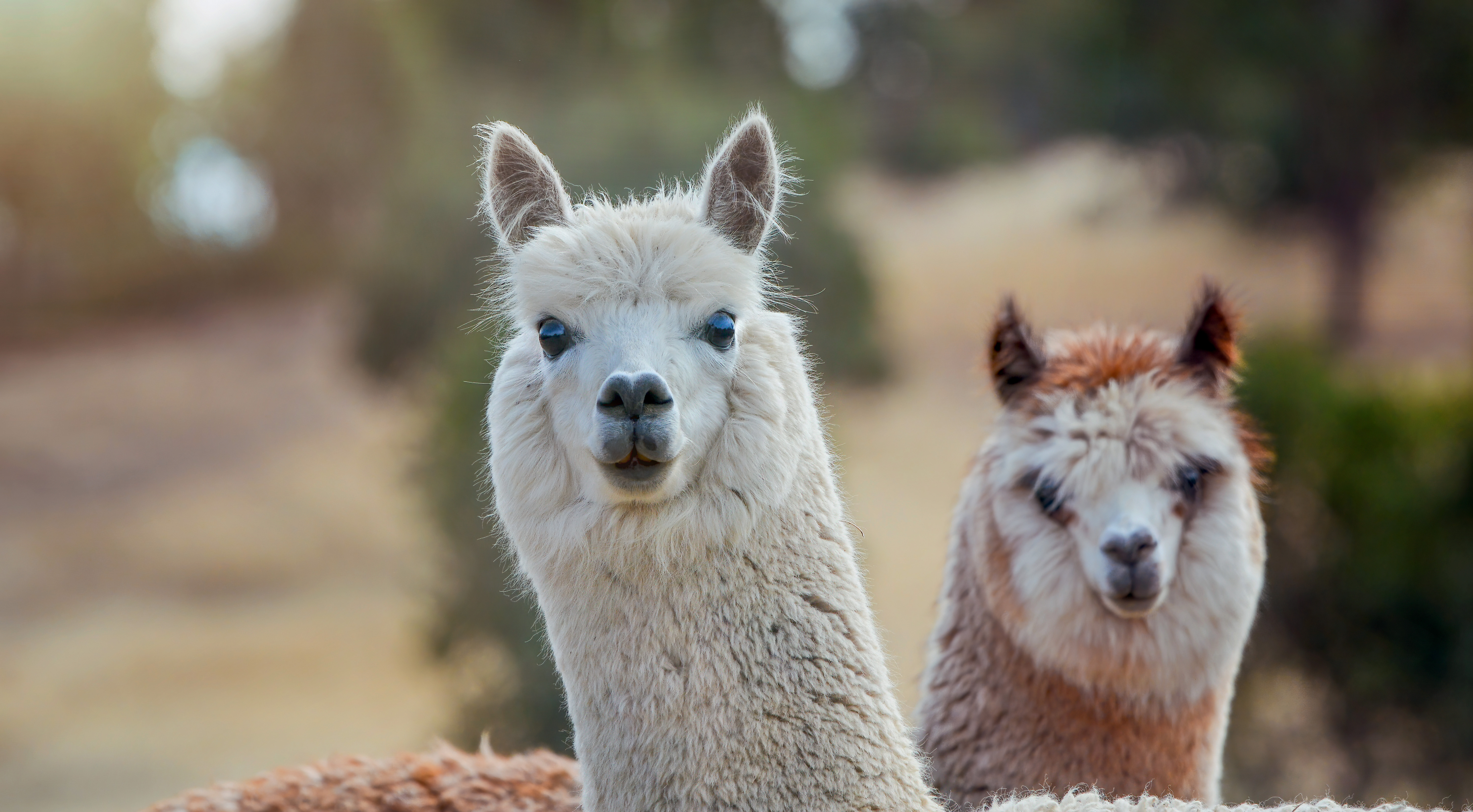 Visite de la ferme pédagogique des lamas de Brandacot