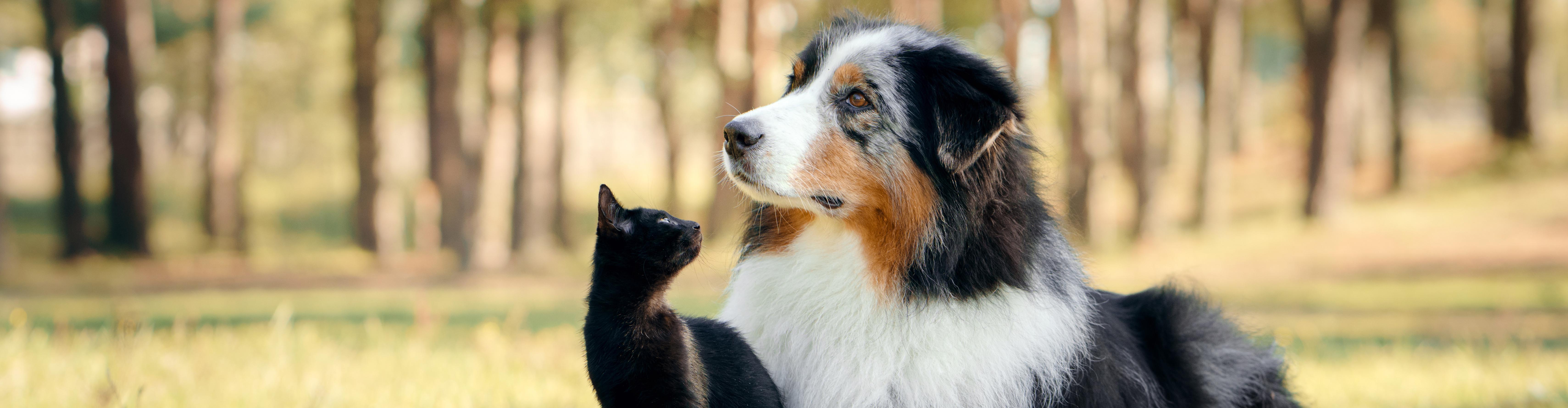 Conférence sur la bienveillance animale