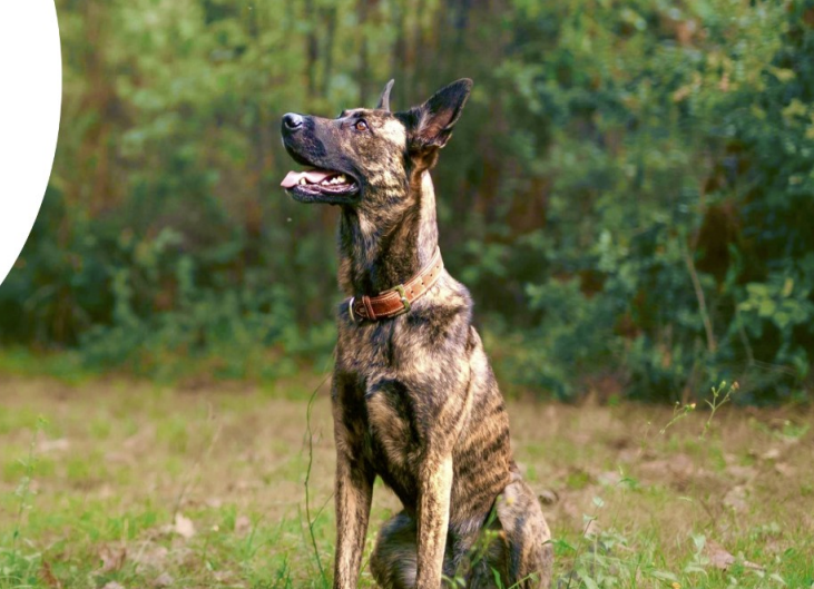 Semaine nationale du chien