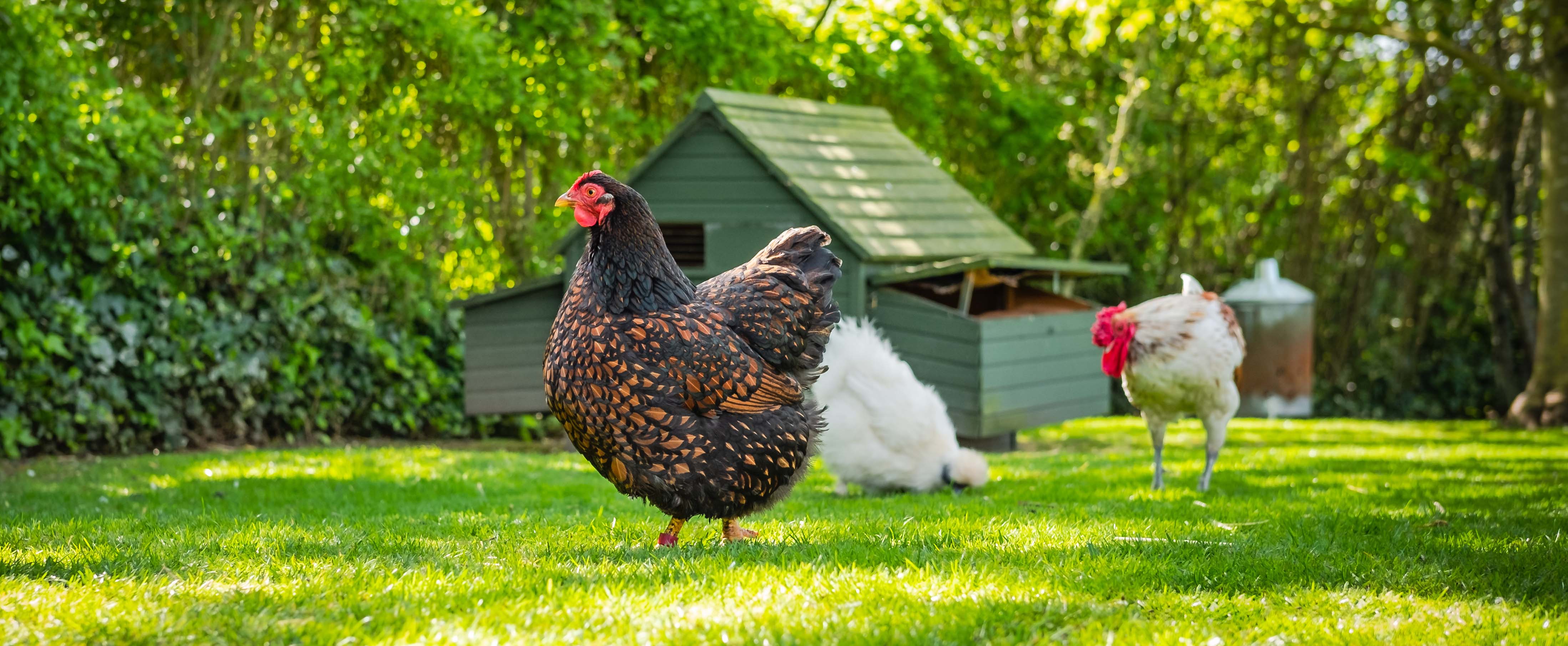 Visite du poulailler Poules à facettes