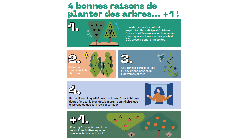 4 bonnes raisons de planter des arbres