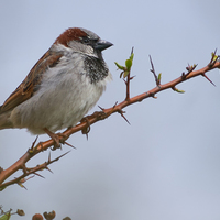 Initiations au chant d'oiseaux